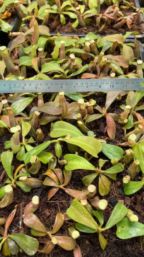 N. veitchii - intermediate - assorted clones