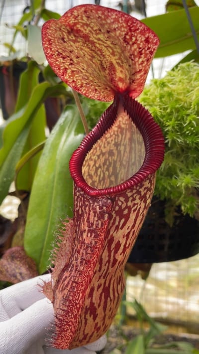 N. hamata x klossii