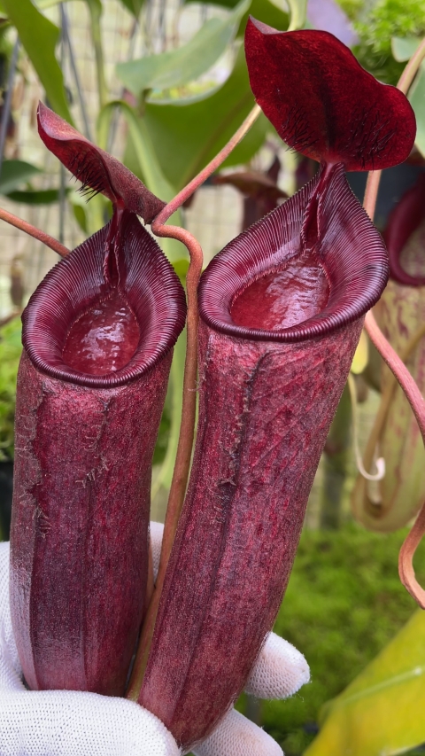 N. (aristolochioides x spectabilis) x lowii – assorted clones