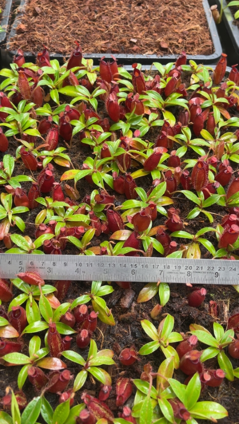 N. ampullaria x aristolochioides – selected red clones