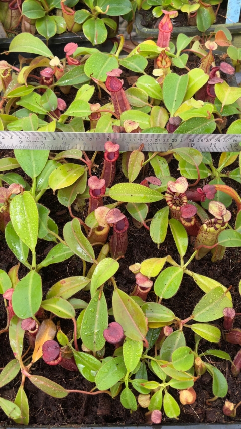 N. (veitchii x lowii) x (burbidgeae x edwardsiana) - assorted clones