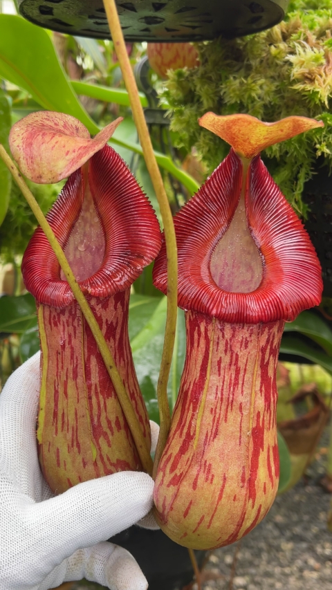 N. burkei x (burbidgeae x edwardsiana) - assorted clones