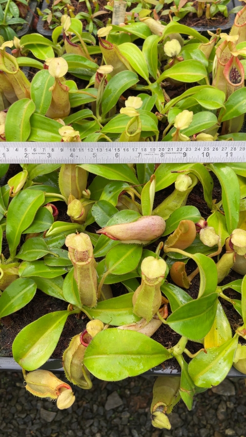 N. spathulata x veitchii