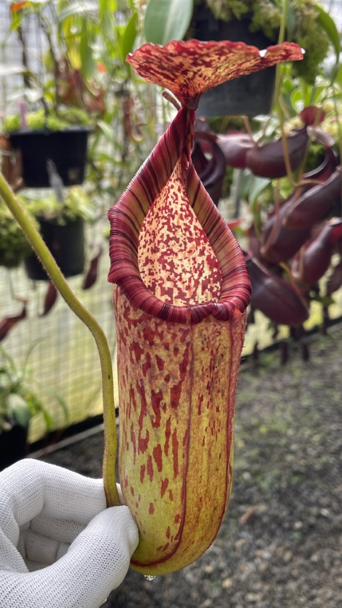 N. burbidgeae x petiolata - assorted clones