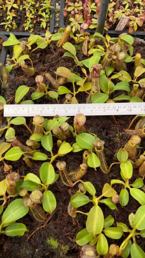 N. platychila x robcantleyi - assorted clones