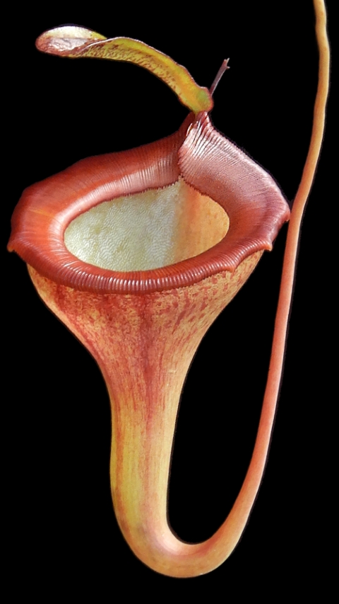 N. jamban – grex # 1 – two selected clones