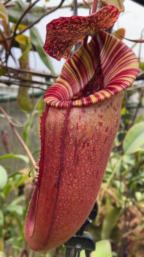 N. (veitchii x lowii) x (burbidgeae x edwardsiana) - assorted clones