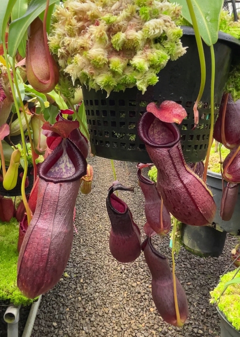 N. ‘Bill Bailey’ x robcantleyi – best selected clone