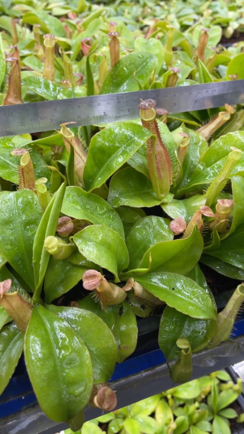 N. longifolia – single clone