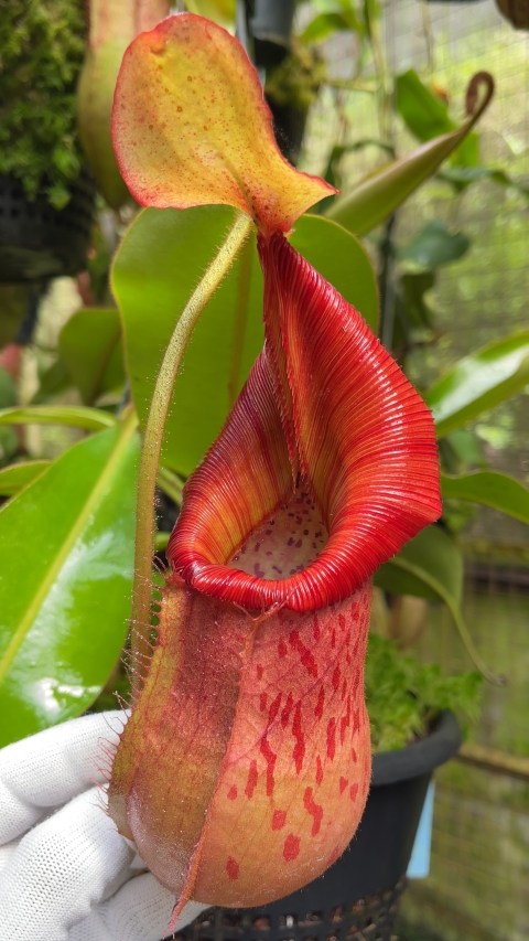 N. petiolata x veitchii - assorted clones