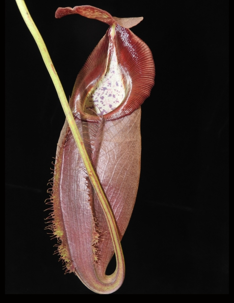 N. spathulata x gymnamphora – best selected clone