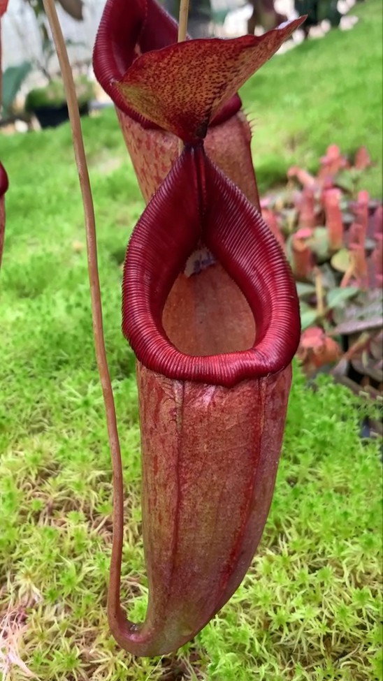 N. petiolata x flava – assorted clones