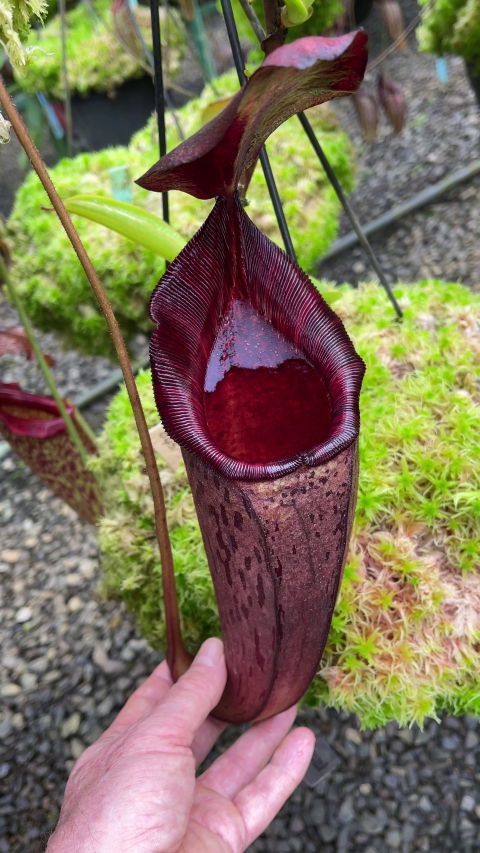 N. (veitchii x lowii) x spectabilis – assorted clones