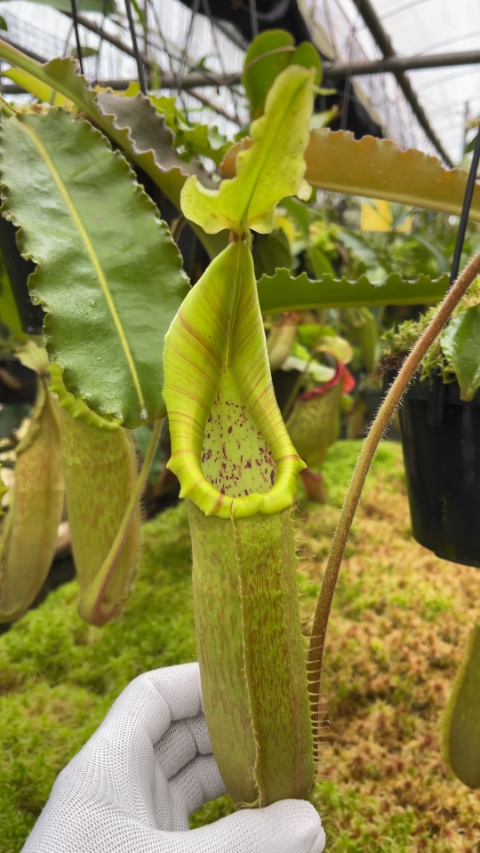 N. maxima - Sulawesi wavy-leaf – assorted clones