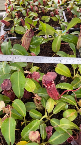 N. (veitchii x lowii) x burbidgeae - assorted clones