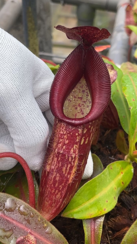 N. (veitchii x mira) x klossii - assorted clones