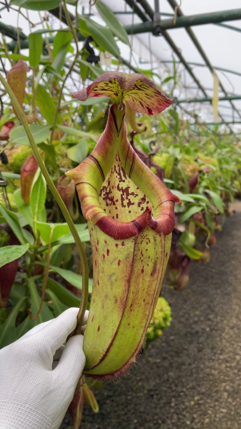 N. burbidgeae x robcantleyi – selected clone