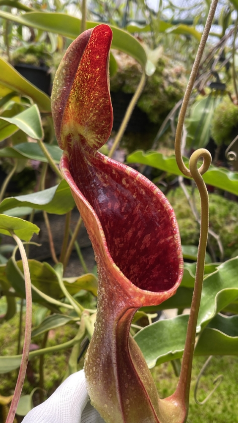 WIP N. lowii - Trus Madi - best selected clone