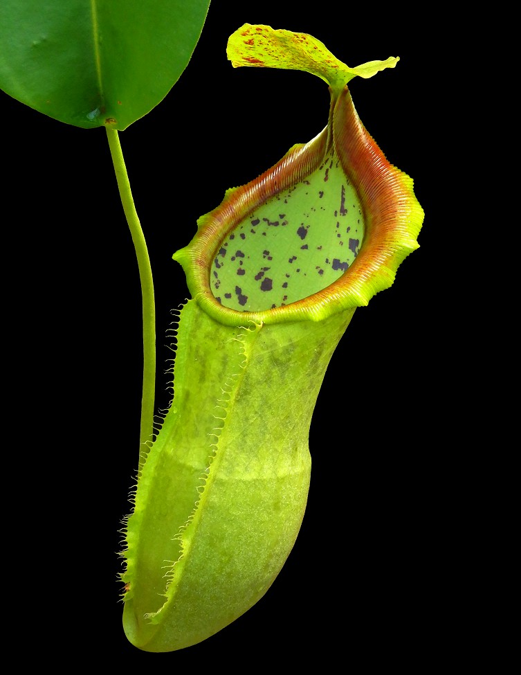 N. spathulata x campanulata – best selected clone