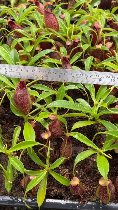 N. spathulata x aristolochioides