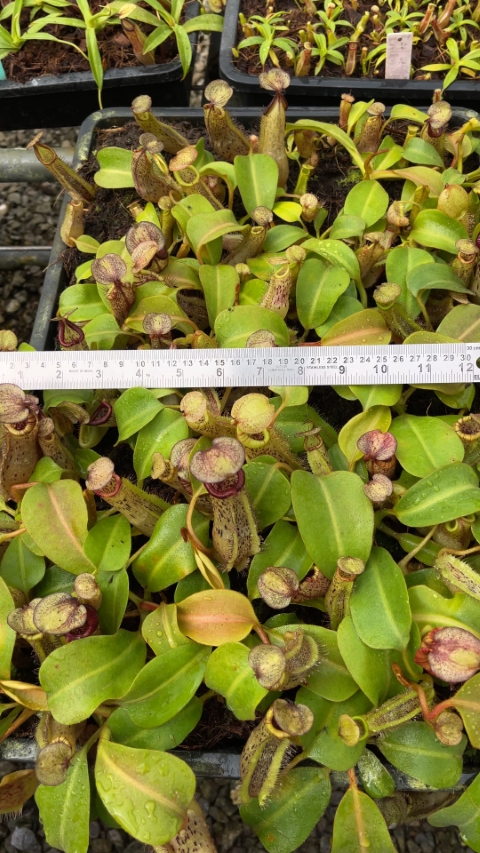 N. platychila x robcantleyi - assorted clones