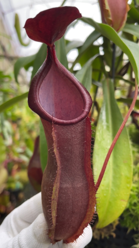 N. spathulata x tobaica - selected clone