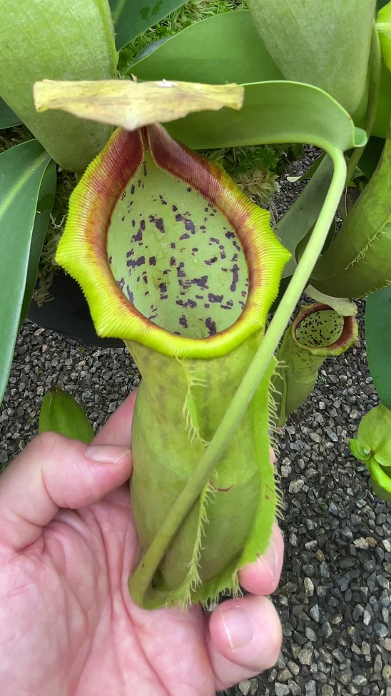 N. spathulata x campanulata – best selected clone