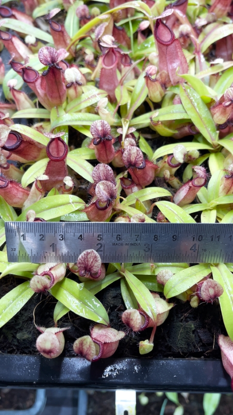 N. ‘Viking’ x hamata – assorted clones