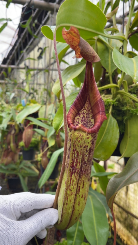 N. robcantleyi x zakriana