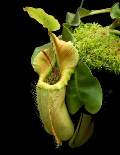 N. robcantleyi x veitchii - assorted clones
