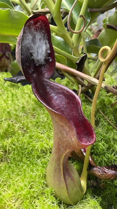 WIP N. lowii - Trus Madi - best selected clone