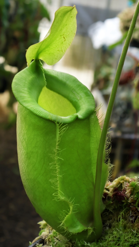 N. spathulata x ampullaria – solid green