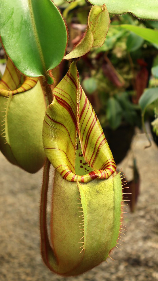 N. veitchii - Bario Highland - grex # 1