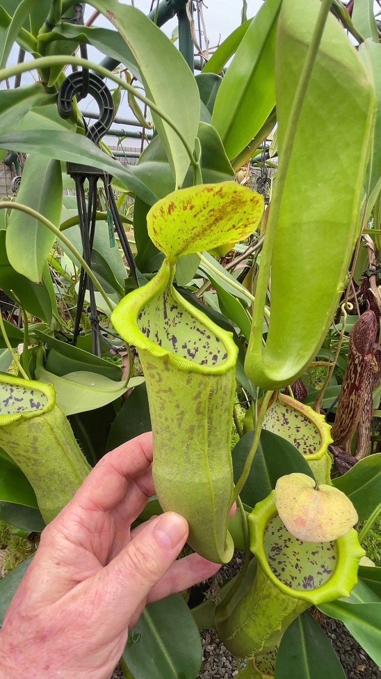 N. spathulata x campanulata – best selected clone