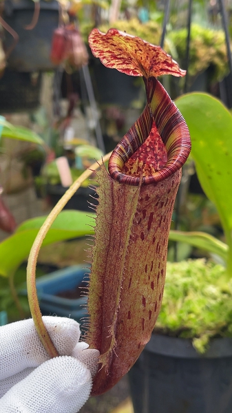 N. (veitchii x lowii) x burbidgeae - assorted clones