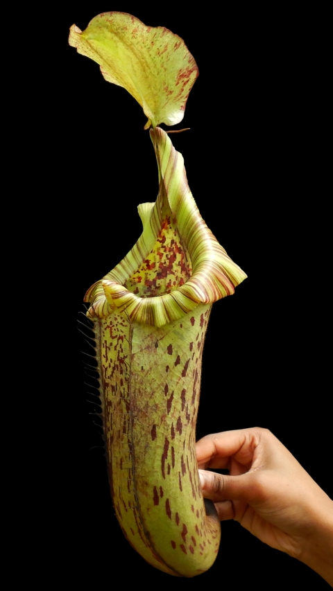 N. platychila x robcantleyi - assorted clones