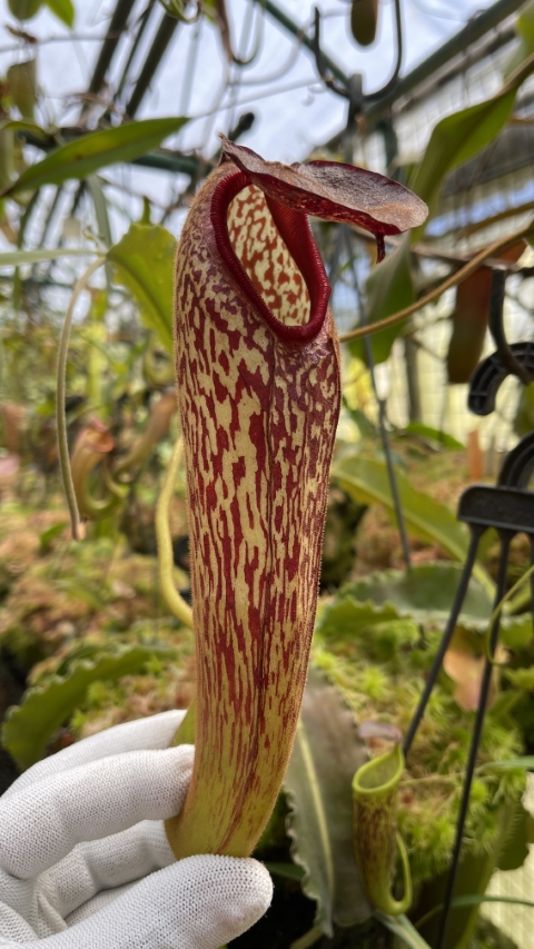 N. klossii - confirmed true clone