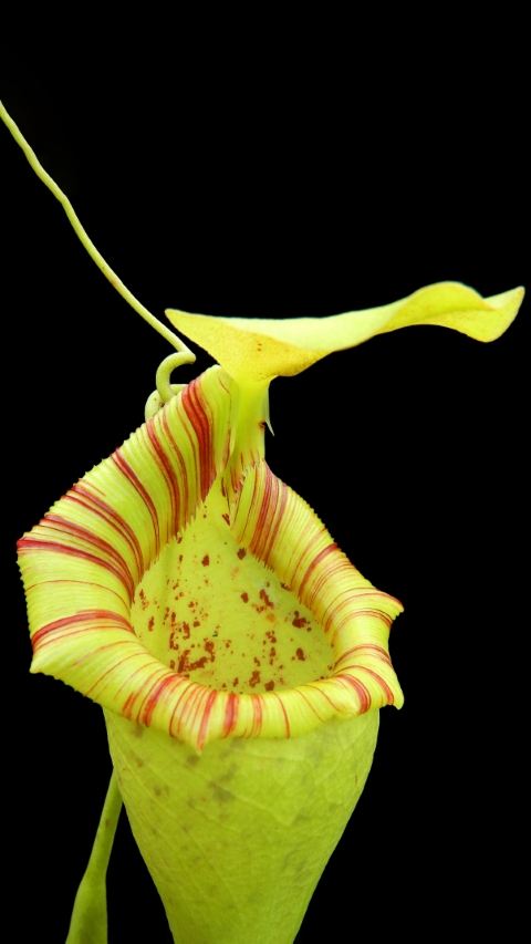 N. ovata – selected clone