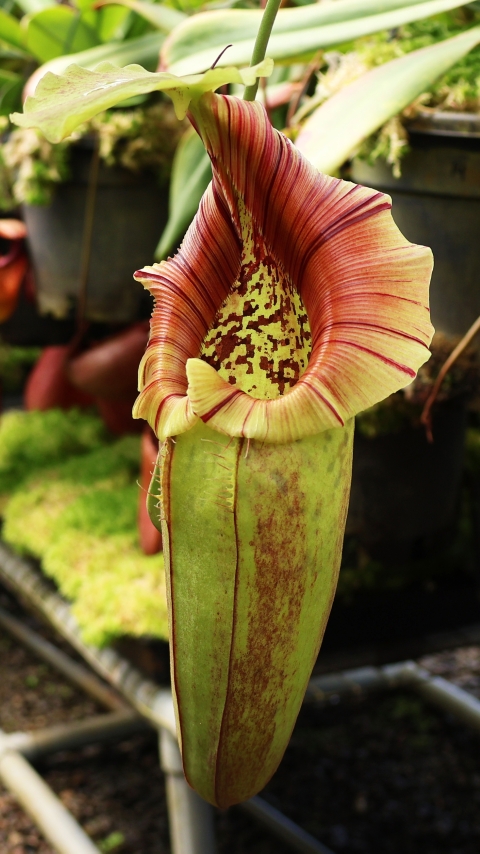 N. robcantleyi x ovata – best selected clone