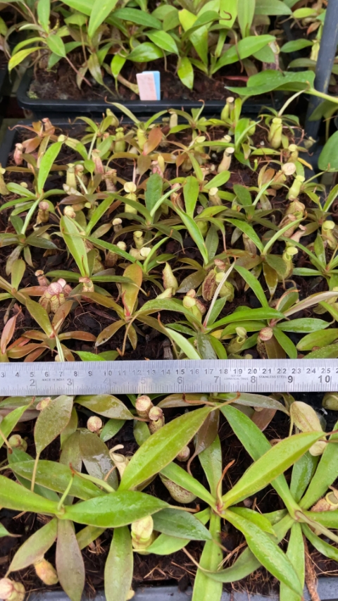 N. spectabilis – Gng. Perkinson