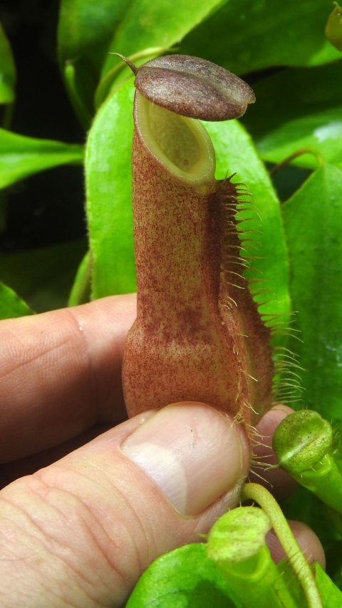 N. longifolia – single clone