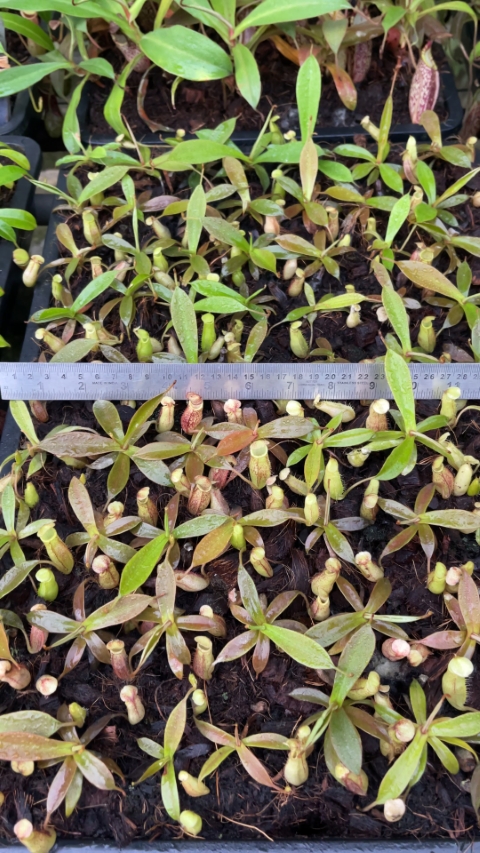 N. spectabilis – Gng. Perkinson