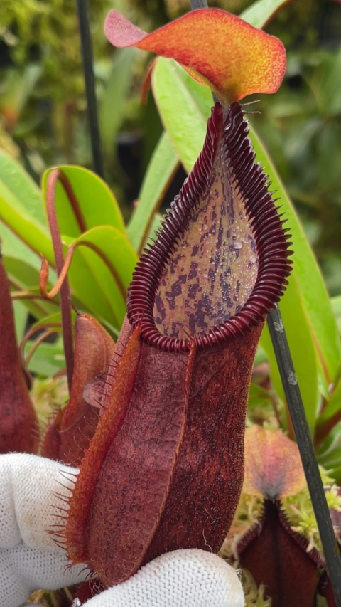 N. singalana x diabolica – assorted clones from cuttings