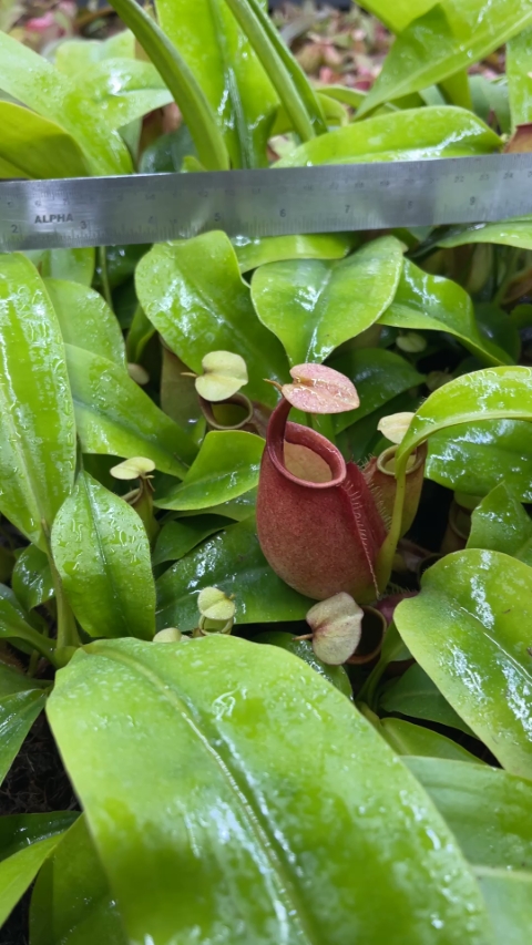 N. bicalcarata - Brunei orange - selected clone