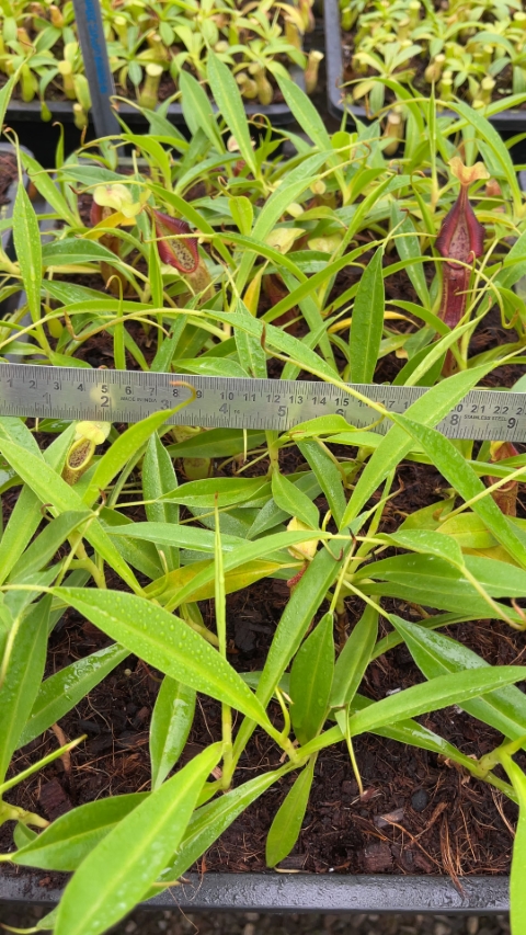 N. singalana - Belirang - best selected clone