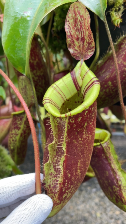 N. ampullaria x (veitchii x lowii) – selected clone