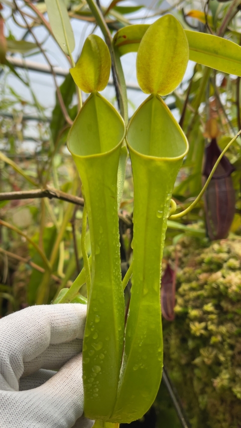 N. reinwardtiana – assorted clones