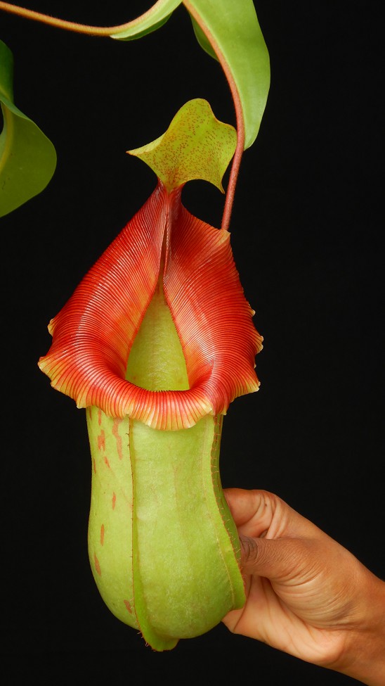 N. veitchii x ventricosa – assorted clones