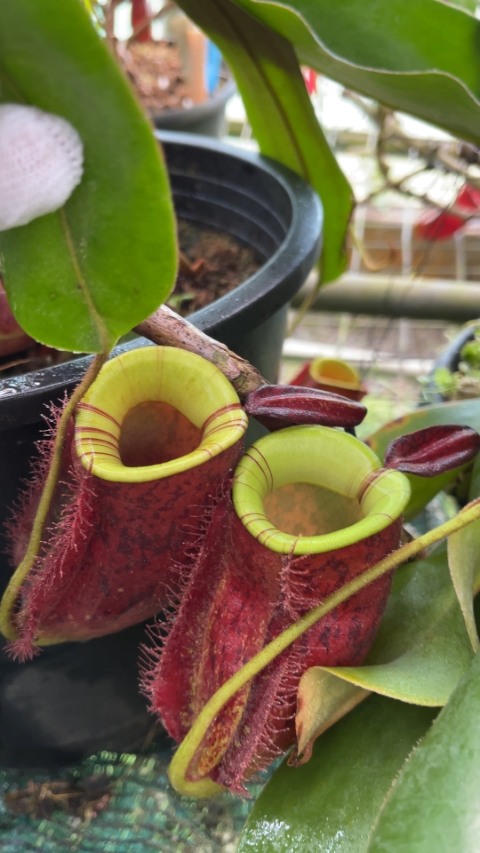 N. ampullaria 'Lime Twist'