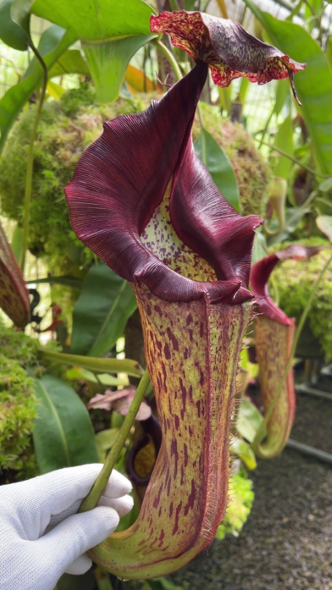 N. eymae – assorted clones